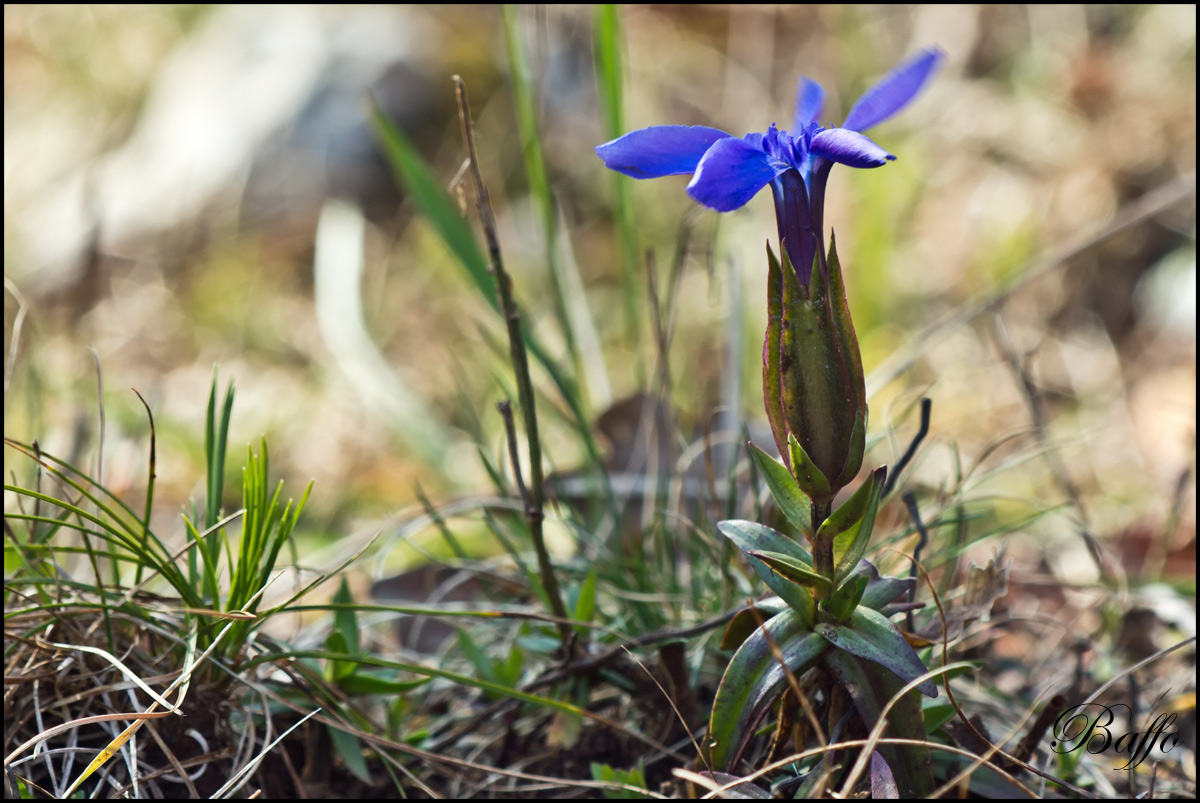 Gentiana verna subsp. tergestina  / Genziana di Trieste